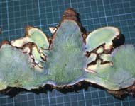 Blue Turmeric  - Curcuma caesia 