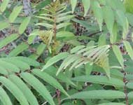 Prickly Ash Leaf Powder - Zanthoxylum ailanthoides Leaf Powder 